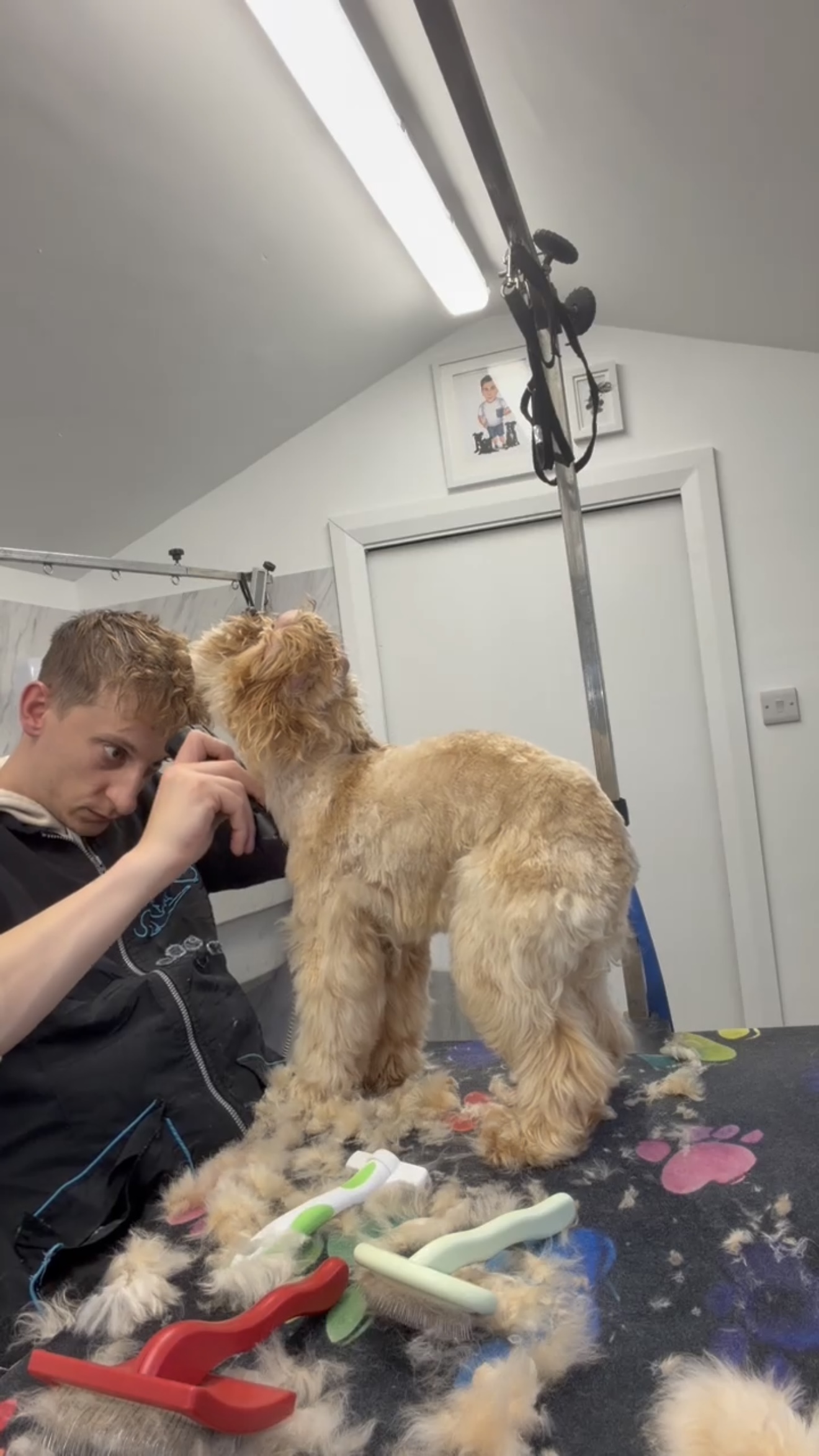 Arthur clipping dog fur