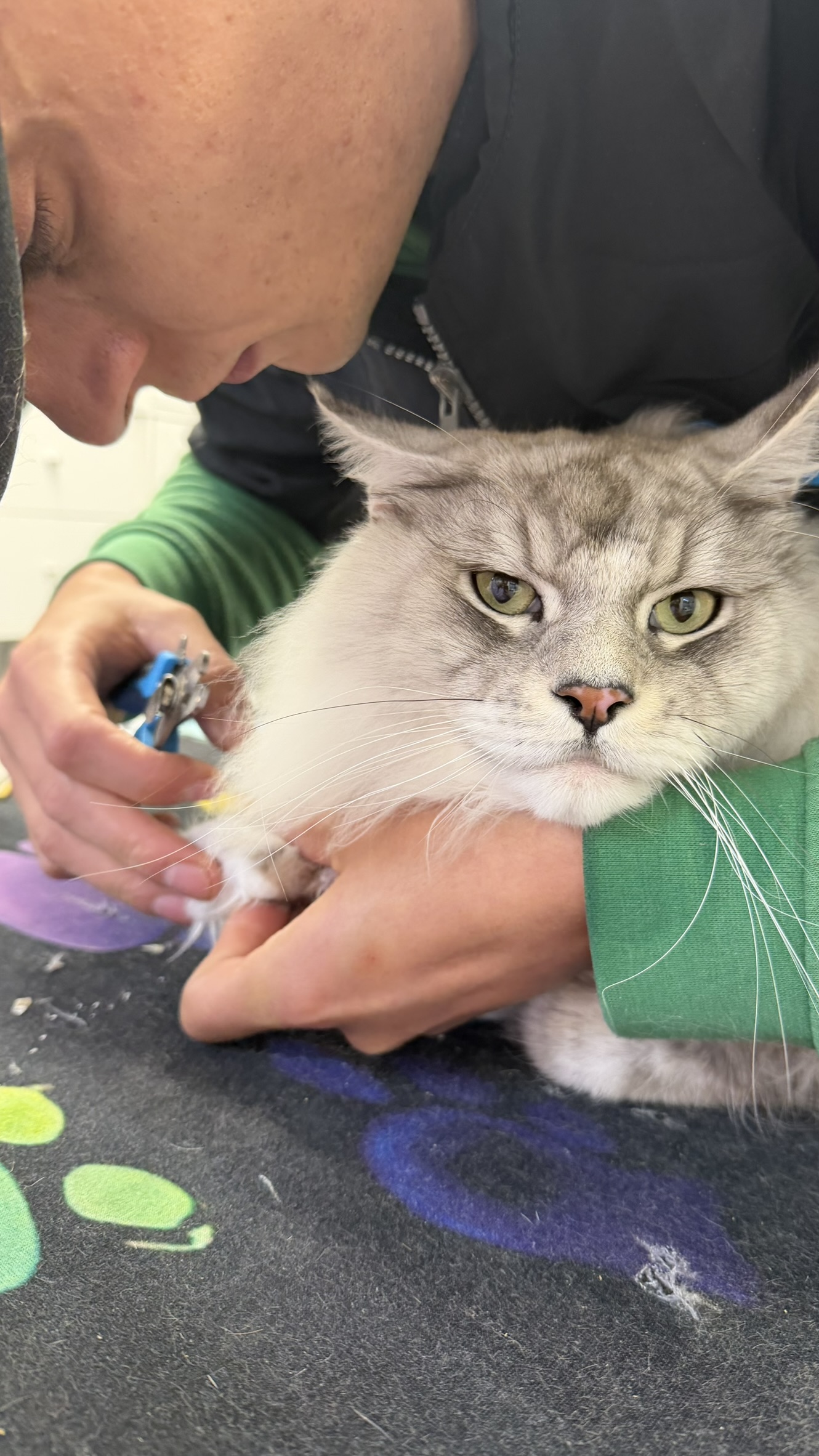 Arthur trimming cat claws